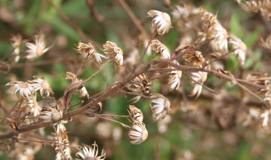 Dittrichia viscosa